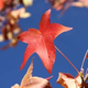 Illustration for article titled Shooting Challenge Fall Leaves Gallery 4